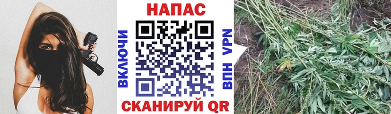 Бошки Шишки ГИДРОПОН Суздаль